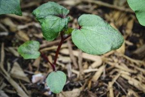 Lire la suite à propos de l’article Maladies des semis de gombo : gestion des maladies des semis de gombo