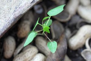 Lire la suite à propos de l’article Mes plants de papaye échouent : quelles sont les causes de la fonte des semis de papaye