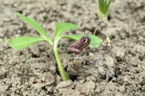 Lire la suite à propos de l’article Propagation des plantes hellébores : méthodes de propagation d'une plante hellébore