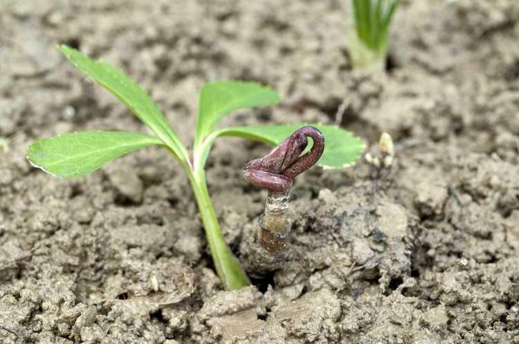 You are currently viewing Propagation des plantes hellébores : méthodes de propagation d'une plante hellébore