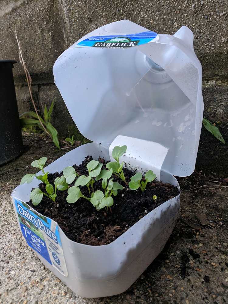 You are currently viewing Jardinières en carton d'herbes DIY : Cultiver des herbes dans des cartons de lait