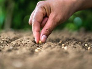 Lire la suite à propos de l’article Avantages du semis direct : pourquoi et quand devriez-vous semer directement les graines