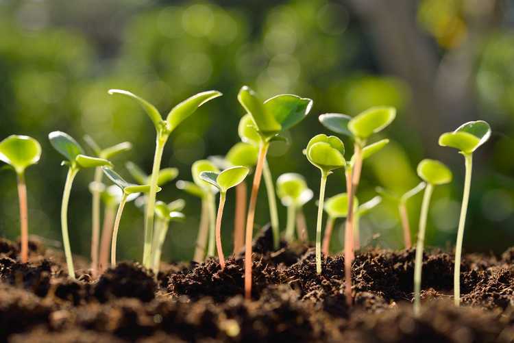Lire la suite à propos de l’article Éclaircir les semis : conseils pour éclaircir les plantes