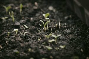 Lire la suite à propos de l’article Plantes et lumière : les semis ont-ils besoin d'obscurité pour pousser