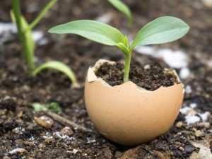 Lire la suite à propos de l’article Recyclage dans le jardin : utiliser les déchets pour améliorer la croissance de vos plantes