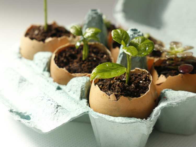Lire la suite à propos de l’article Pots de graines en coquille d'œuf : apprendre aux enfants à faire pousser des semis dans une coquille d'œuf