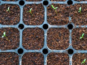 Lire la suite à propos de l’article Tapis chauffants pour semis : comment utiliser un tapis chauffant pour les plantes