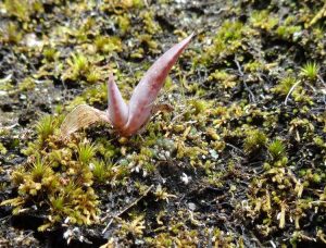 Lire la suite à propos de l’article Pouvez-vous cultiver des plantes succulentes à partir de graines : conseils pour planter des graines succulentes