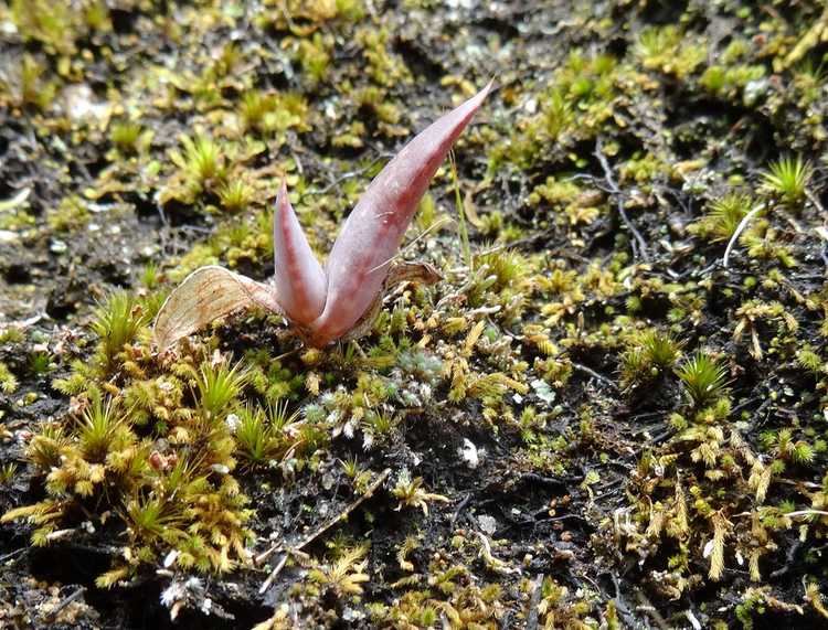 You are currently viewing Pouvez-vous cultiver des plantes succulentes à partir de graines : conseils pour planter des graines succulentes