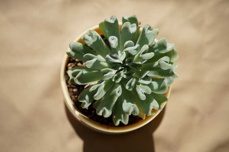 Lire la suite à propos de l’article Topsy Turvy Echeveria Care: Comment faire pousser une plante Topsy Turvy