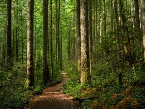 Lire la suite à propos de l’article Bois résineux contre. Arbres feuillus – Différences entre les résineux et les feuillus