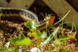 Lire la suite à propos de l’article Identification du serpent de jardin : à quoi ressemble un serpent de jardin
