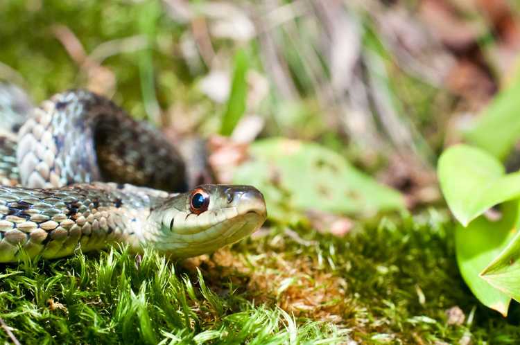 You are currently viewing Quelles plantes les serpents détestent-ils : utiliser des plantes repoussant les serpents pour les jardins