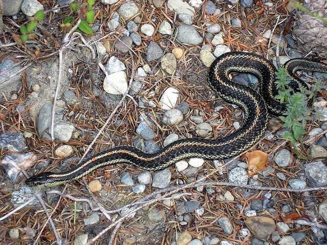 Lire la suite à propos de l’article Fournir un habitat aux serpents de jardin – Comment attirer les serpents dans un jardin