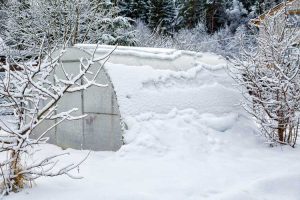 Lire la suite à propos de l’article Plantes pour une serre d'hiver – Que cultiver dans une serre d'hiver