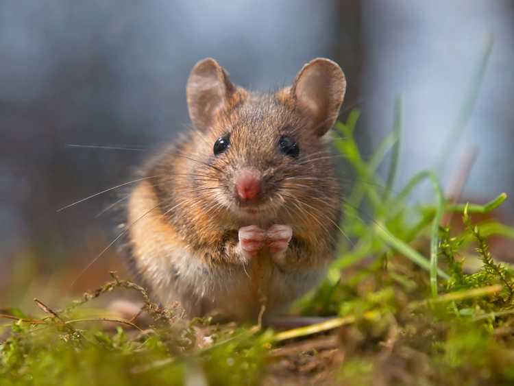 You are currently viewing Contrôle des souris dans les serres : comment éloigner les rongeurs de la serre