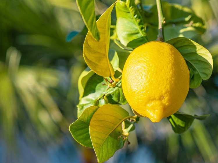 You are currently viewing Fertilisation des citrons : en savoir plus sur l'engrais pour un citronnier