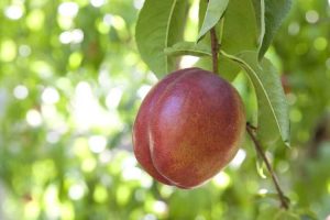 Lire la suite à propos de l’article L'arbre à nectarine ne porte pas de fruits – Comment obtenir des fruits sur les arbres à nectarine