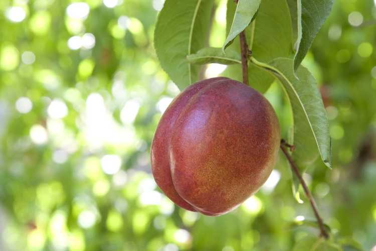 You are currently viewing L'arbre à nectarine ne porte pas de fruits – Comment obtenir des fruits sur les arbres à nectarine