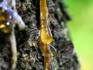 Lire la suite à propos de l’article Qu’est-ce que la sève des arbres ?