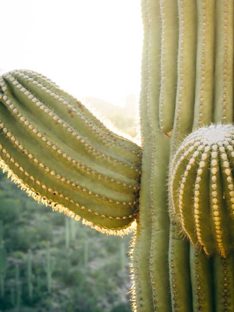 You are currently viewing Plantes de cactus suintantes : raisons pour lesquelles la sève s'échappe d'un cactus
