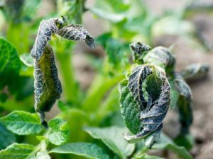 Lire la suite à propos de l’article Signes avant-coureurs : les plantes sont trop froides… et quand il est trop tard