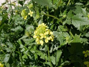 Lire la suite à propos de l’article Informations sur les mauvaises herbes crucifères : que sont les mauvaises herbes crucifères