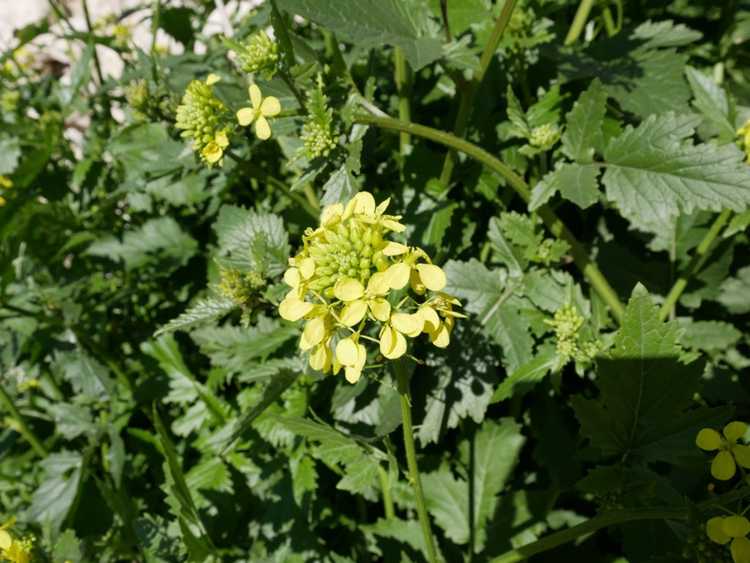 You are currently viewing Informations sur les mauvaises herbes crucifères : que sont les mauvaises herbes crucifères