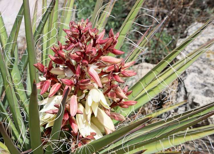 You are currently viewing Qu'est-ce que Banana Yucca : Conseils pour l'entretien de Banana Yucca