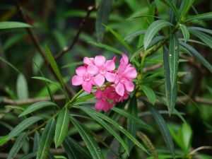 Lire la suite à propos de l’article Soins d'hiver du laurier-rose – Amener le laurier-rose à l'intérieur en hiver