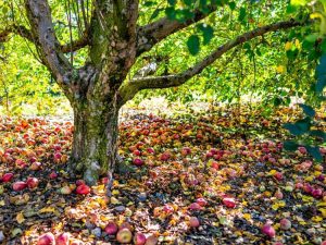 Lire la suite à propos de l’article Qu'est-ce que la stérilisation des arbres fruitiers : informations sur la façon de stériliser un arbre