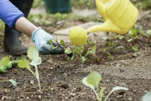 Lire la suite à propos de l’article Retenir l'humidité du sol : que faire lorsque le sol sèche trop vite dans le jardin