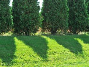 Lire la suite à propos de l’article Conifères en plein soleil : Cultiver des plantes à feuilles persistantes qui aiment le soleil