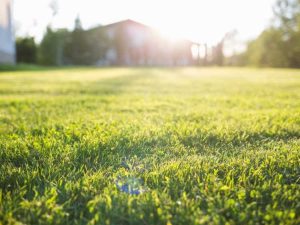 Lire la suite à propos de l’article Entretien de la pelouse au printemps : conseils pour entretenir les pelouses au printemps