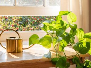 Lire la suite à propos de l’article Besoins en lumière des plantes Pothos – Quelle quantité de lumière pour les plantes Pothos