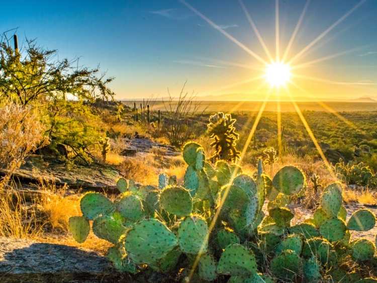 Lire la suite à propos de l’article Traitement des coups de soleil au cactus : comment sauver une plante de cactus brûlée par le soleil