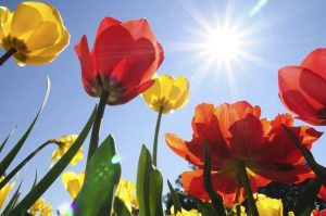 Lire la suite à propos de l’article Temps chaud et tulipes : comment faire pousser des tulipes dans des climats chauds