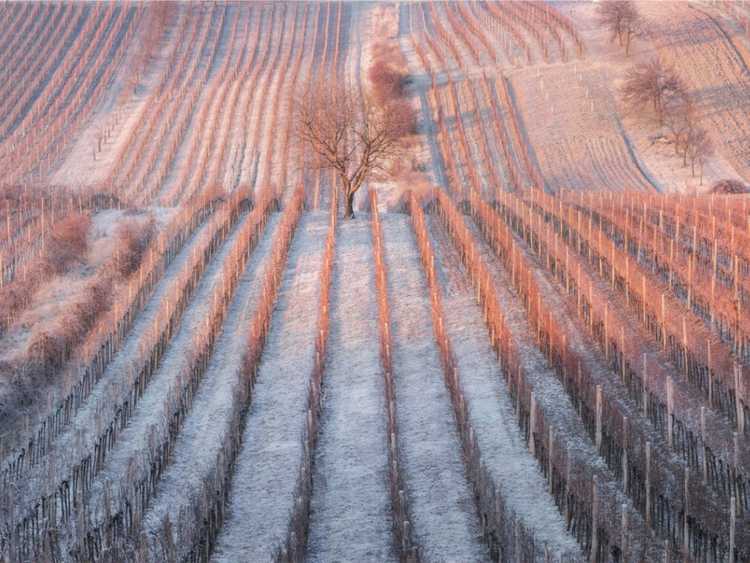 You are currently viewing Dommages causés par le gel à la vigne – Protéger les vignes au printemps