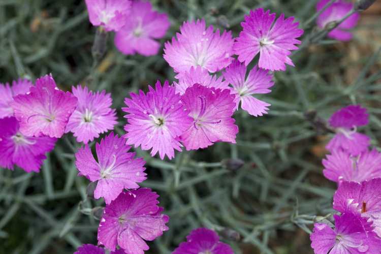 You are currently viewing Qu'est-ce que Firewitch – Comment prendre soin des plantes Firewitch Dianthus