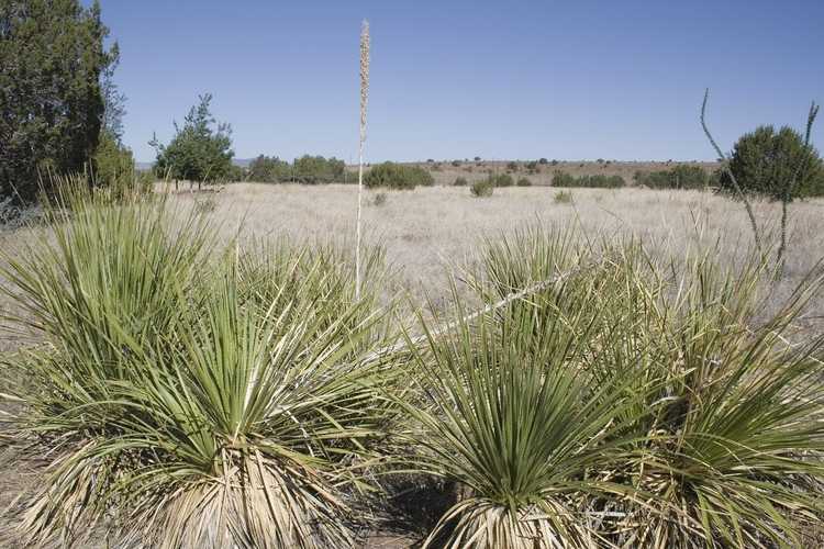 You are currently viewing Informations sur les plantes Sotol : Conseils pour la culture des plantes Dasylirion