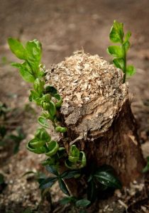 Lire la suite à propos de l’article Ma souche d'arbre repousse : comment tuer une souche d'arbre zombie