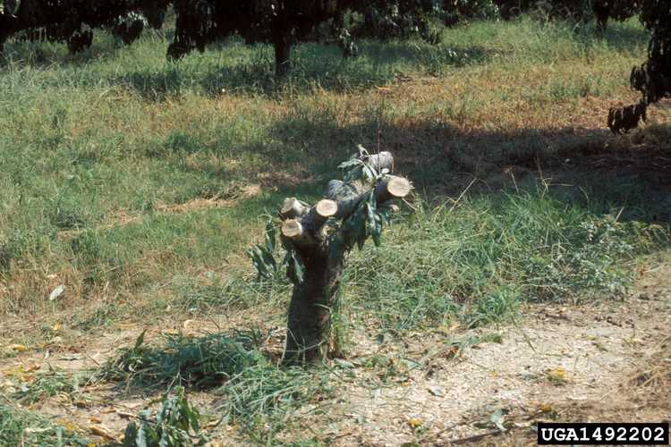 Lire la suite à propos de l’article Xylella Fastidiosa Peach Control: Comment traiter la fausse maladie du pêcher chez les plantes