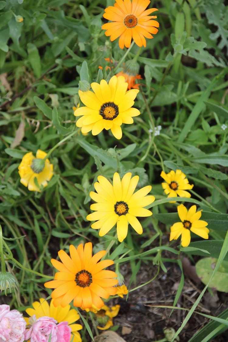 You are currently viewing Informations sur Cape Marigold – Cultiver des annuelles de Cape Marigold dans le jardin