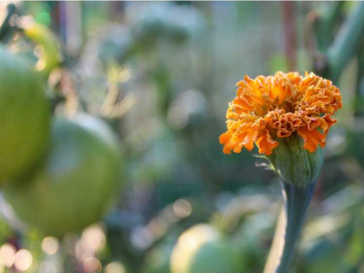 You are currently viewing Plantation d'accompagnement de soucis et de tomates : les soucis et les tomates poussent-ils bien ensemble