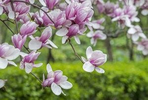 Lire la suite à propos de l’article Conditions de croissance des magnolias en soucoupe – Prendre soin des magnolias en soucoupe dans les jardins