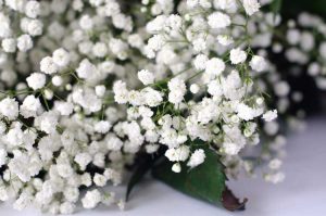 Lire la suite à propos de l’article Soins d'hiver Baby's Breath : Informations sur l'hivernage des plantes Baby's Breath