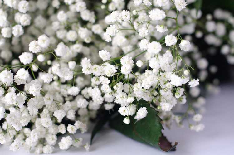 You are currently viewing Soins d'hiver Baby's Breath : Informations sur l'hivernage des plantes Baby's Breath