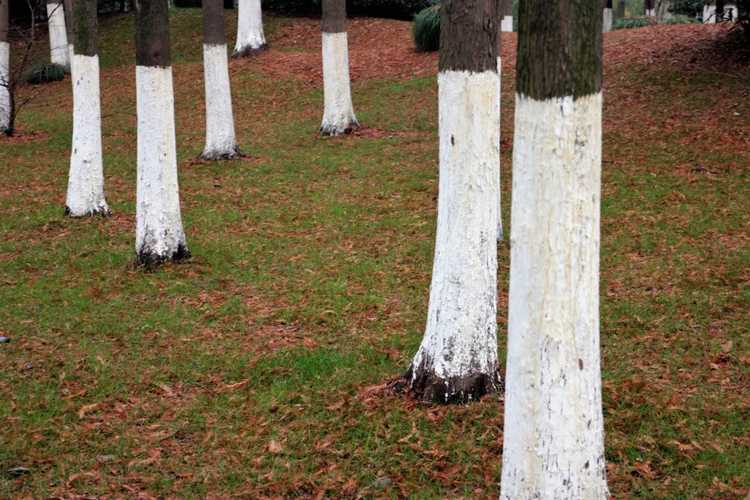 You are currently viewing Utiliser du soufre de chaux dans les jardins : quand et comment utiliser le soufre de chaux