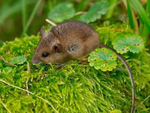 Lire la suite à propos de l’article Plantes que les souris ne mangent pas – Quelles plantes les souris n'aiment pas