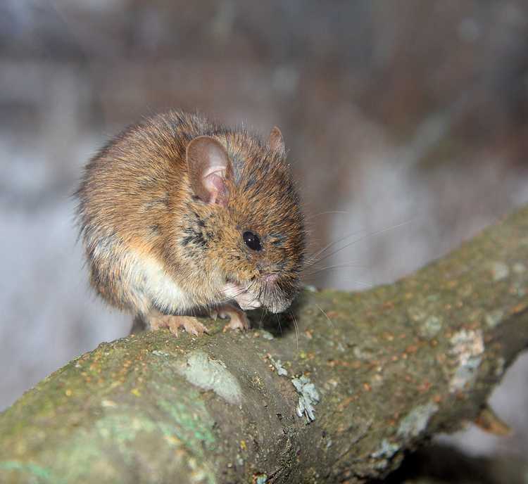 You are currently viewing Dommages causés par l'écorce des souris : empêcher les souris de manger l'écorce des arbres